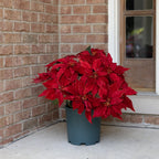 Clovi Brad Schmidt Everglow Poinsettia Urn Filler, Prelit Christmas Decor